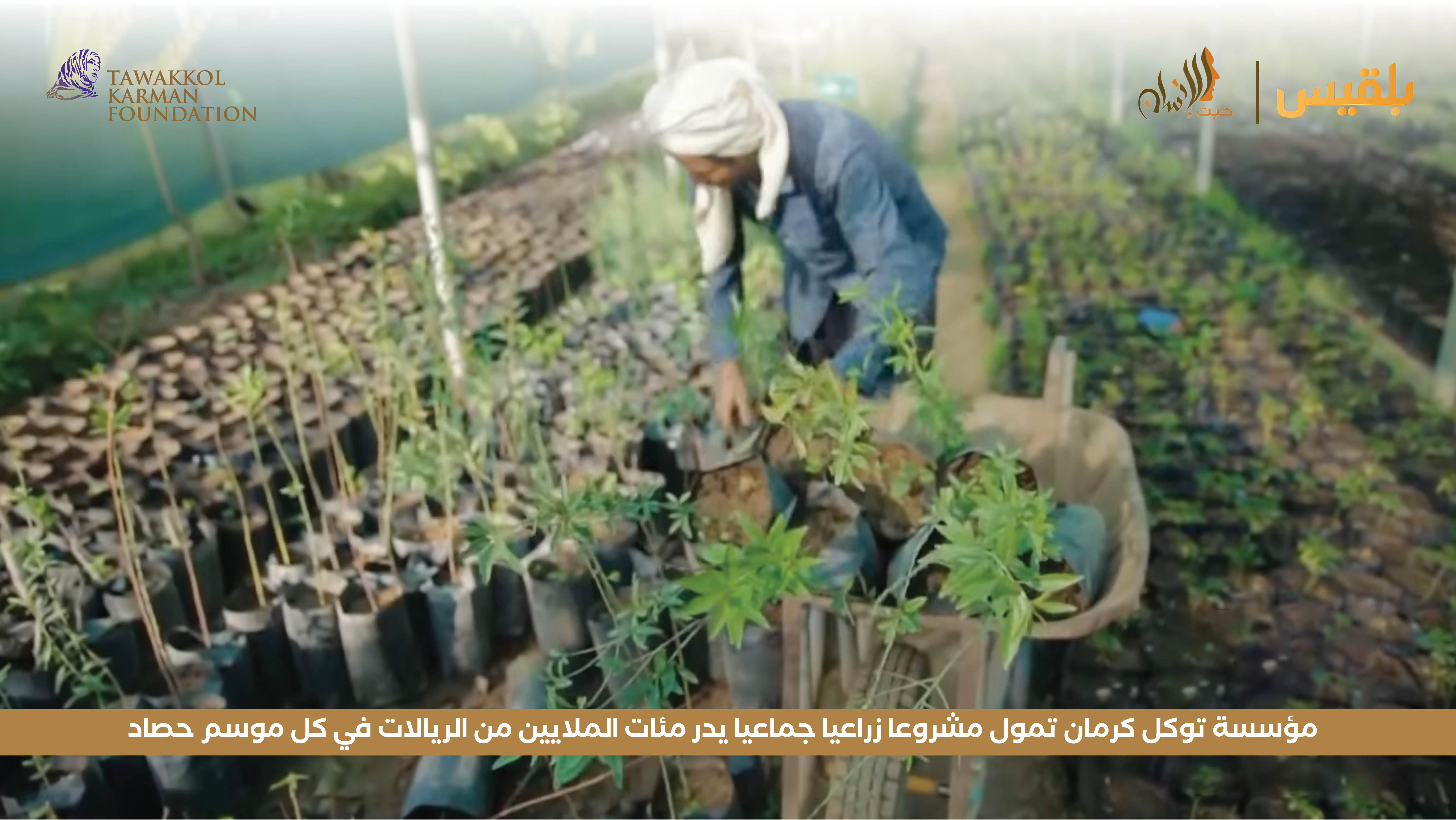 مؤسسة توكل كرمان تمول مشروعا زراعيا جماعيا يدر مئات الملايين من الريالات في كل موسم حصاد